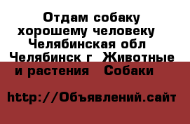 Отдам собаку хорошему человеку - Челябинская обл., Челябинск г. Животные и растения » Собаки   